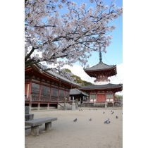 浄土寺の桜風景