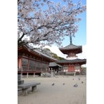 浄土寺の桜風景