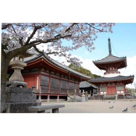 浄土寺の桜風景