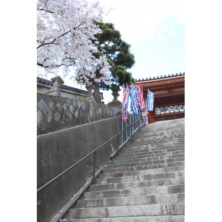 浄土寺の桜風景