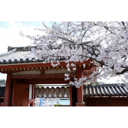 浄土寺の桜風景