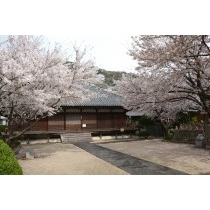 西郷寺の桜