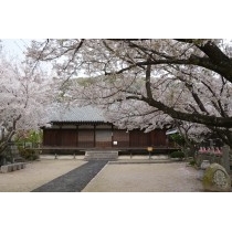 西郷寺の桜