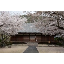 西郷寺の桜