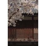 西郷寺の桜