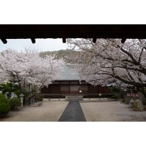 西郷寺の桜