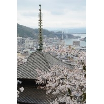 天寧寺三重塔と桜