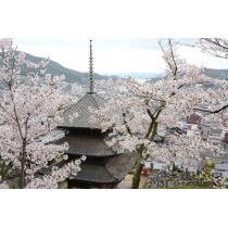 天寧寺三重塔と桜