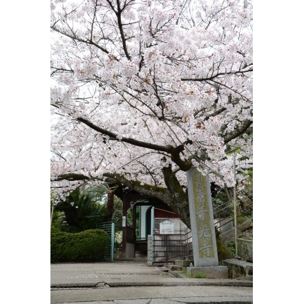 桜の千光寺参道