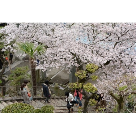 桜の千光寺参道