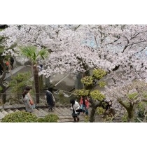 桜の千光寺参道