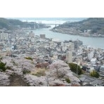 千光寺から見る桜風景