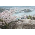 桜と鼓岩