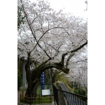 千光寺公園のシンボル桜