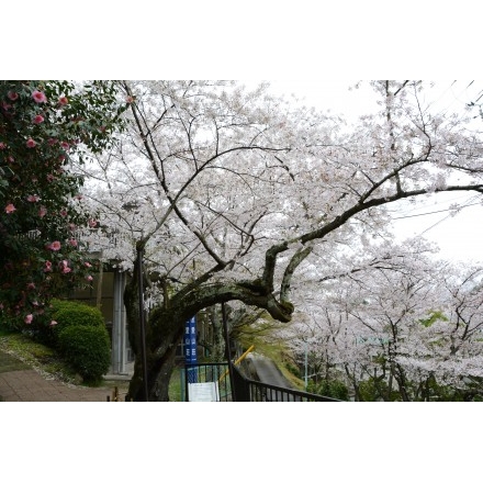 千光寺公園のシンボル桜