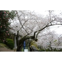 千光寺公園のシンボル桜