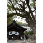 艮神社と桜
