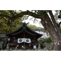 艮神社と桜