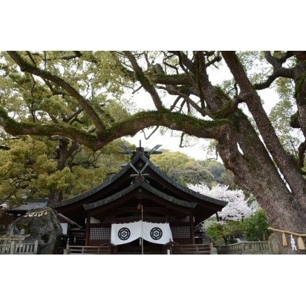 艮神社と桜