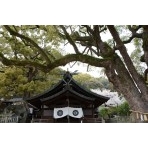 艮神社と桜
