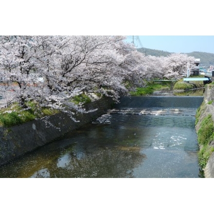 桜が散り始めた桜土手