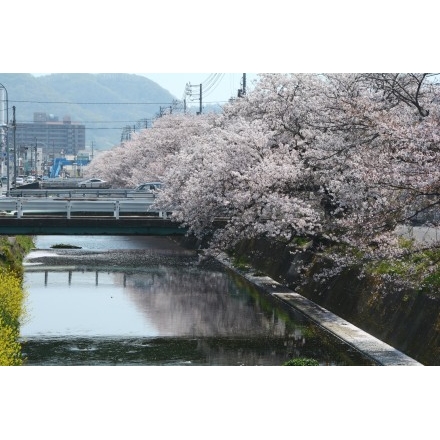 桜が散り始めた桜土手