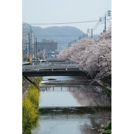 桜が散り始めた桜土手