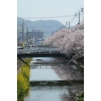 桜が散り始めた桜土手