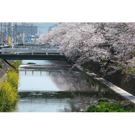 桜が散り始めた桜土手