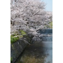 桜が散り始めた桜土手