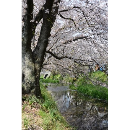 桜が散り始めた桜土手