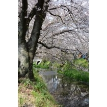 桜が散り始めた桜土手