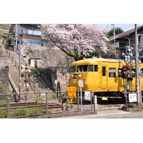 持光寺踏切の桜