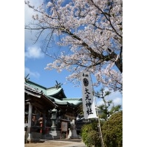 大元神社の桜
