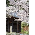 摩訶衍寺の桜