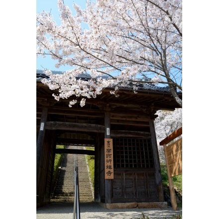 摩訶衍寺の桜