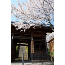 摩訶衍寺の桜