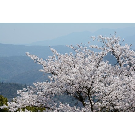 摩訶衍寺の桜
