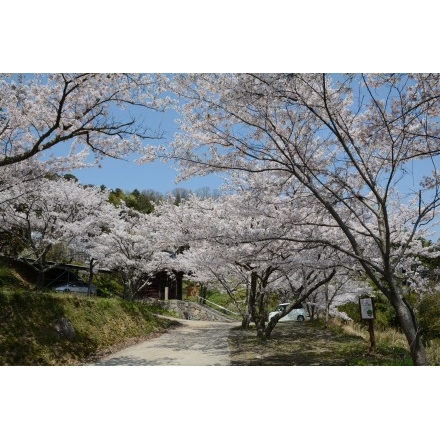 摩訶衍寺の桜