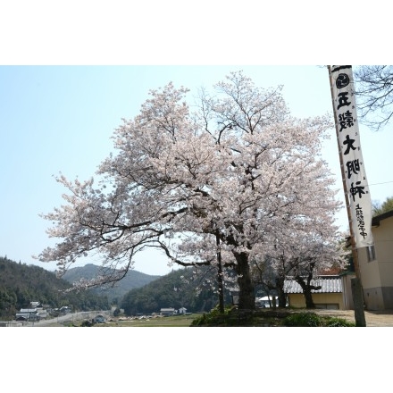 原田町・五穀大明神の桜