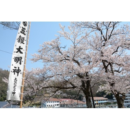 原田町・五穀大明神の桜