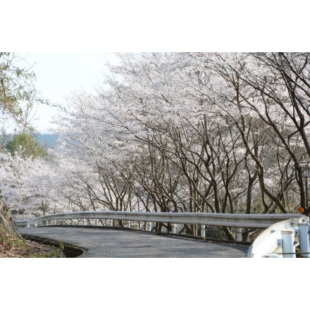 みつぎグリーンランドの桜