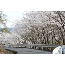 みつぎグリーンランドの桜