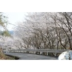 みつぎグリーンランドの桜