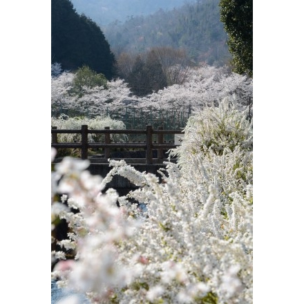 みつぎグリーンランドの桜