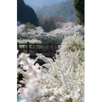 みつぎグリーンランドの桜
