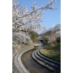 みつぎグリーンランドの桜