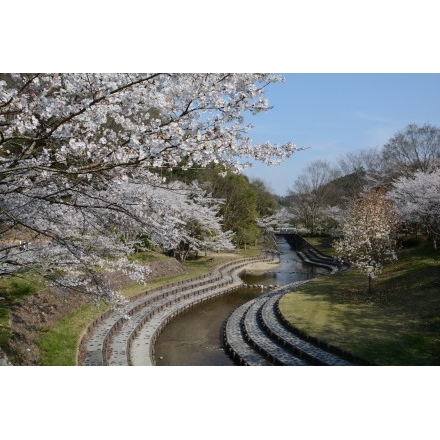 みつぎグリーンランドの桜