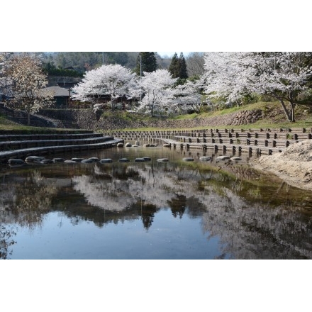 みつぎグリーンランドの桜