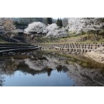 みつぎグリーンランドの桜